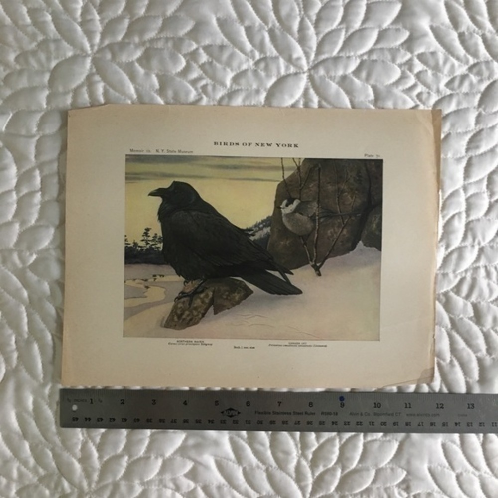 Antique Ornithological Bird Print Original Raven Canada jay - Picture 7 of 14